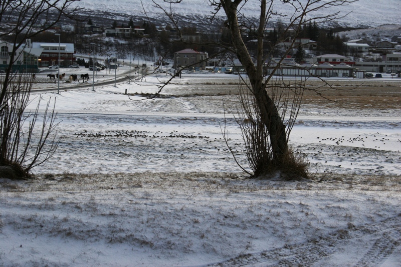 IMG_7729